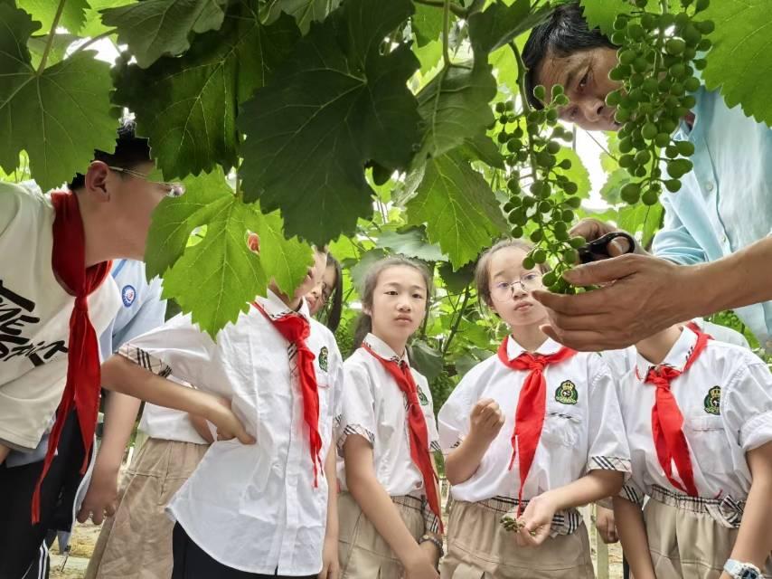 巍山镇中心小学：“童心奔赴，共绘祖国”巍万教共体学生跨市联谊庆“六一”