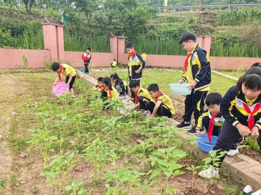 浙江省东阳市南马镇防军小学：劳动实践促成长 最美课堂在田间