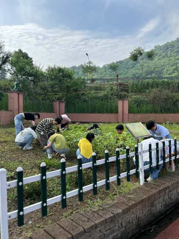 浙江省东阳市南马镇防军小学：劳动实践促成长 最美课堂在田间