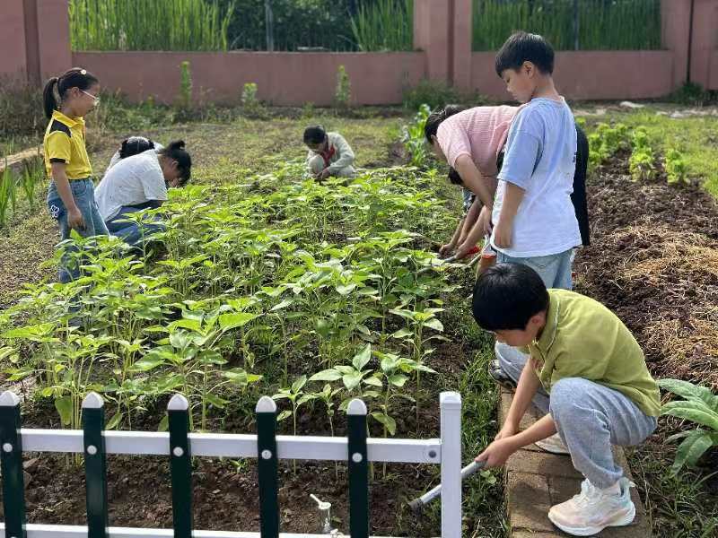 浙江省东阳市南马镇防军小学：劳动实践促成长 最美课堂在田间