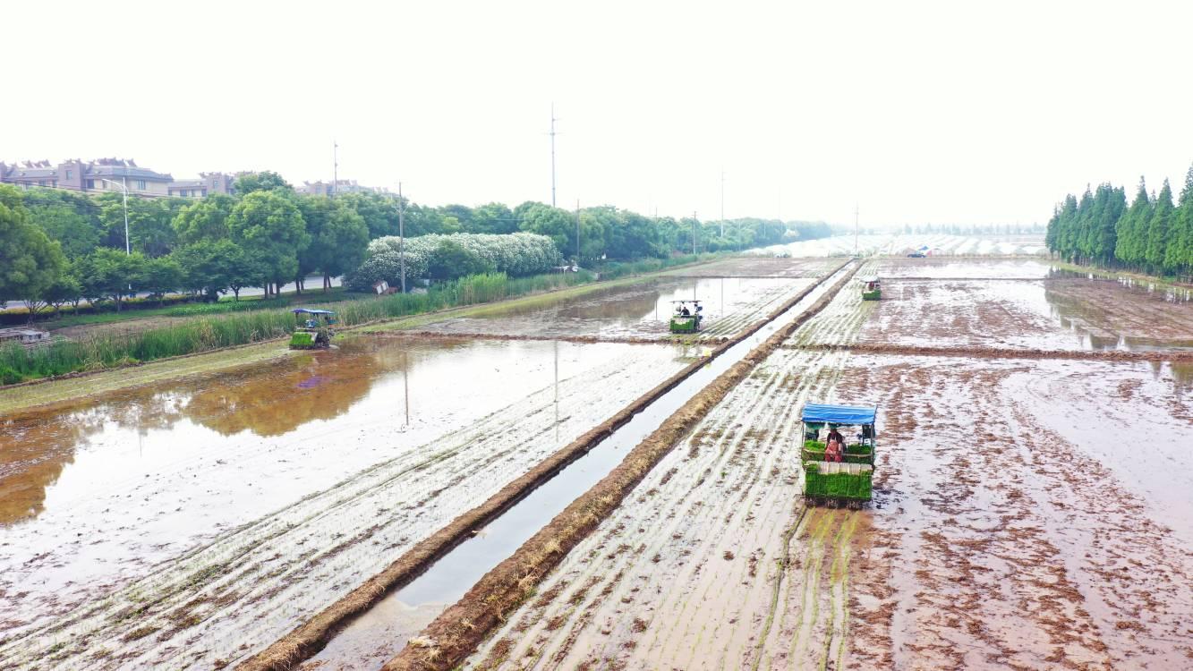 江心沙农场：送“清凉” 战高温