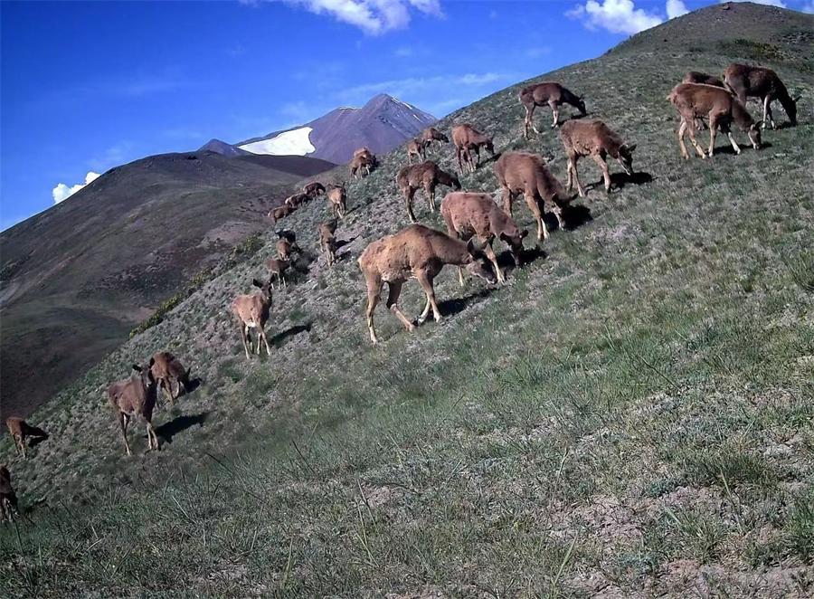 中国绿化基金会“雪豹守护行动”项目成就综述