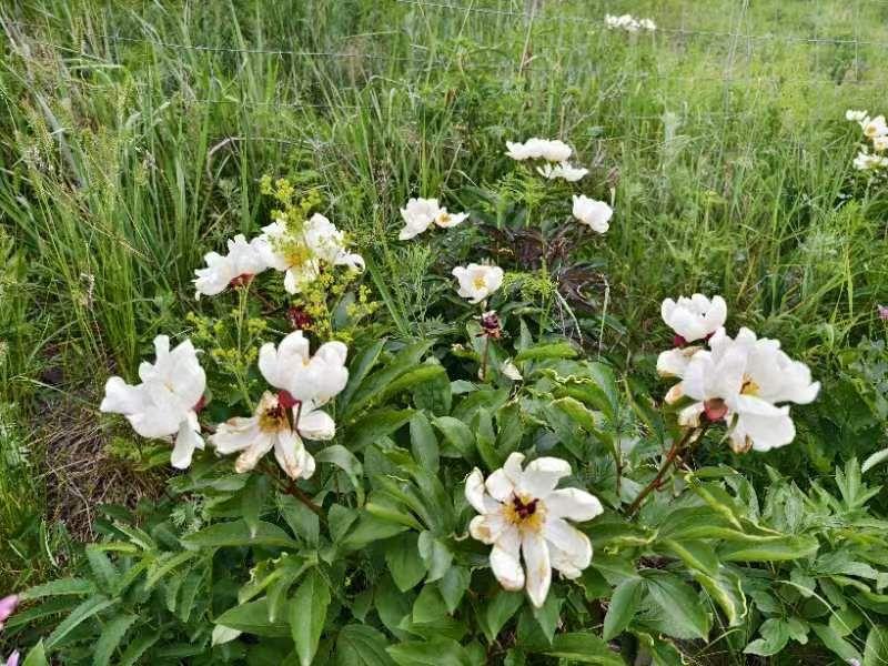 图里河分局西尼气派出所：守护野生芍药花，维系生态平衡