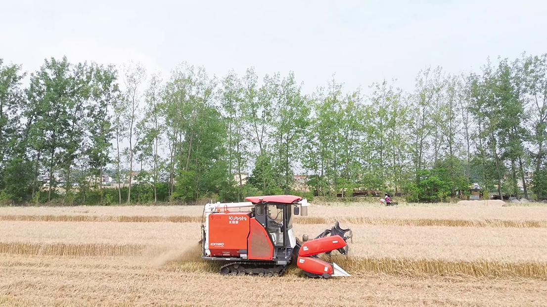 【创建农业现代化先行区】江苏宝应：一粒小麦“长”出长长的“产业链”