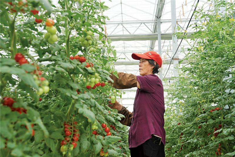 江苏省如皋经济技术开发区：“科技”小番茄红了