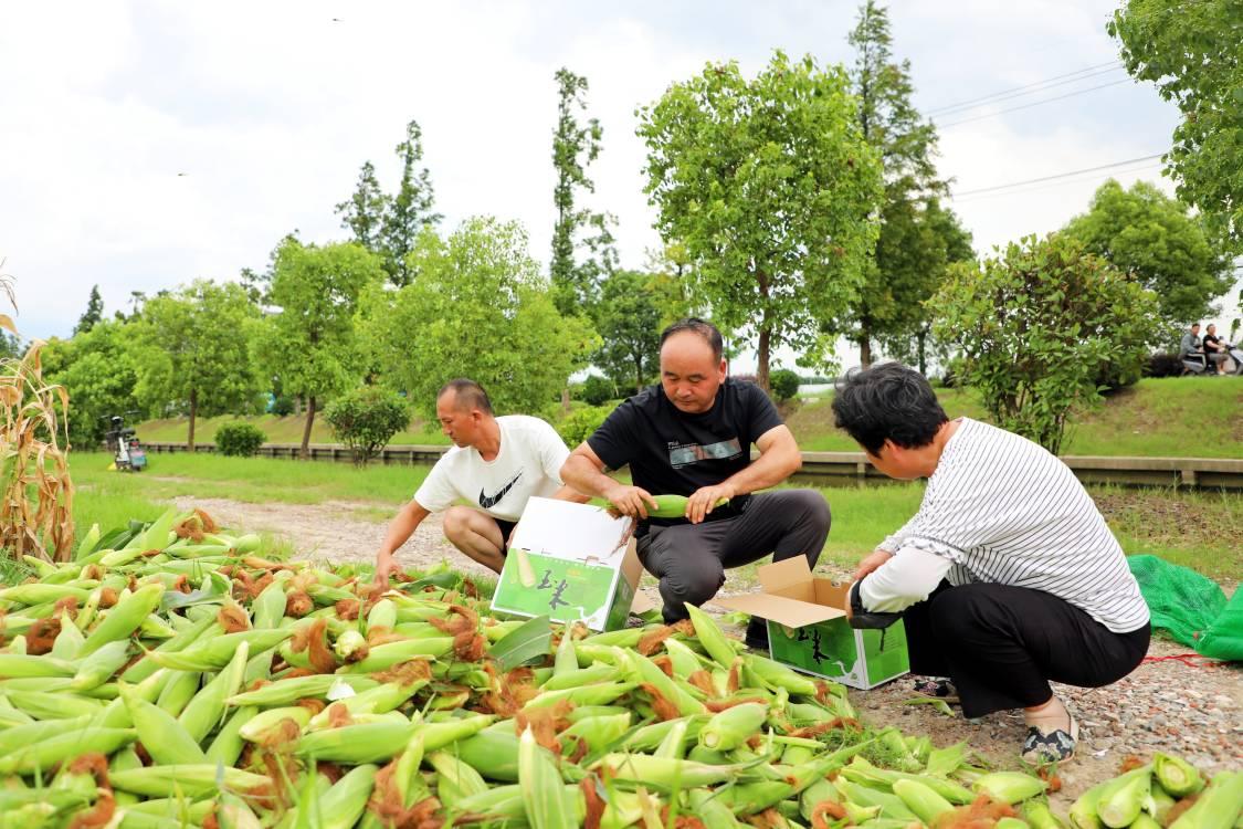 江心沙农场：鲜食玉米上市热销“清淤堆”变“丰收田”