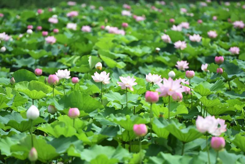 夏日限定色彩！总有一种颜色让你爱上金湖